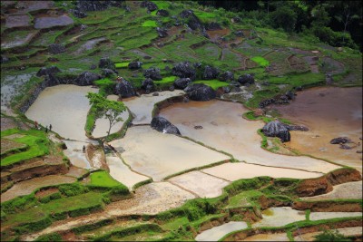 Rantepao rice fields- Sulawesi